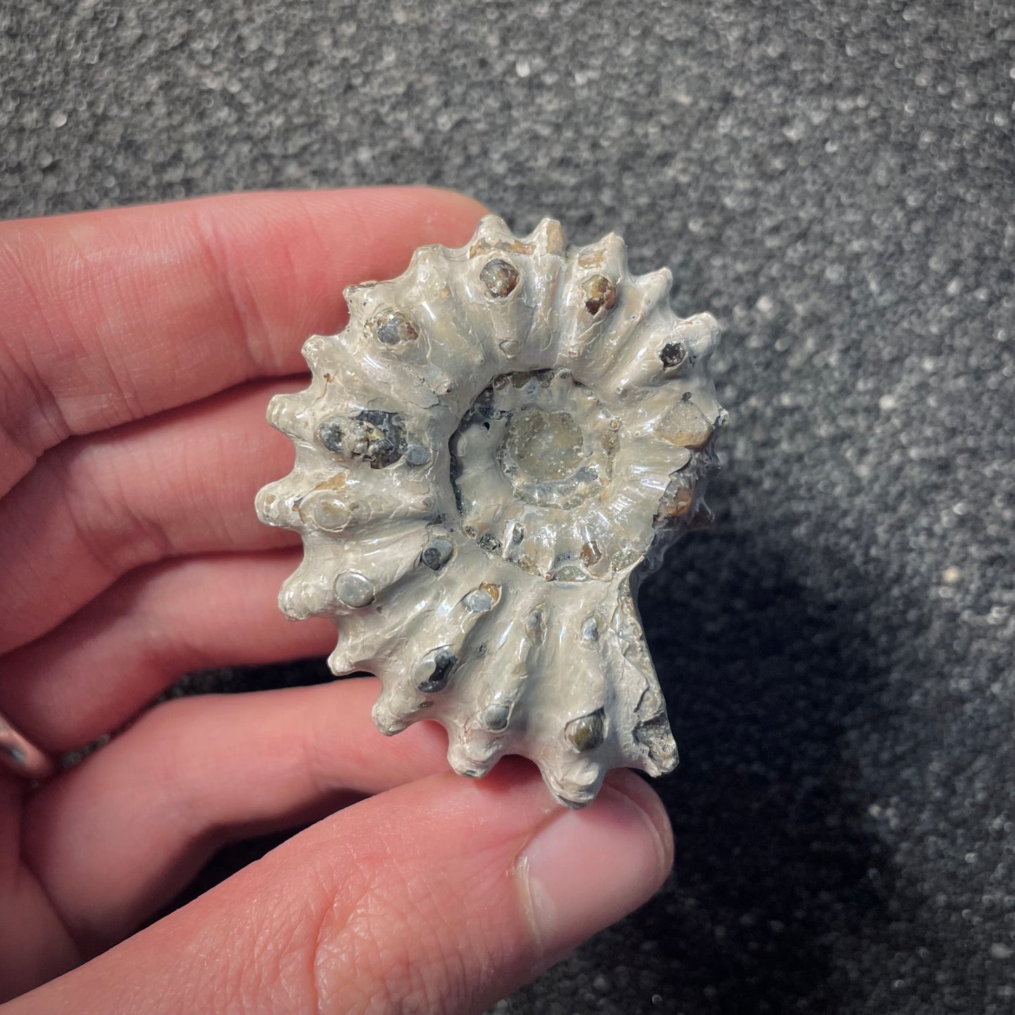 F2161 | Ammonite | Douvilleiceras sp.