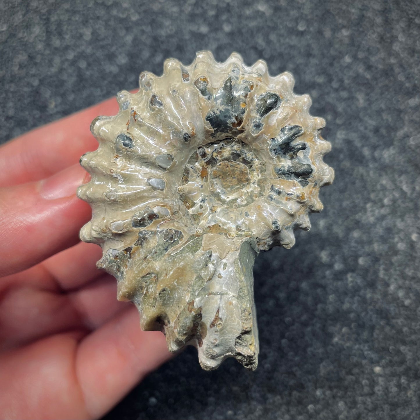 F2659 | Ammonite | Douvilleiceras sp.