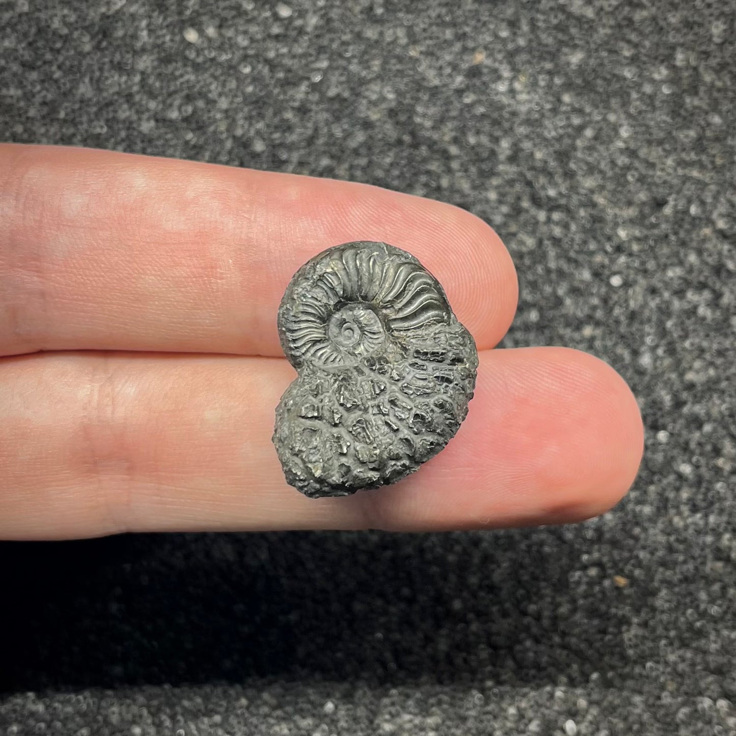 F2899 | Ammonite | Pleydellia sp.