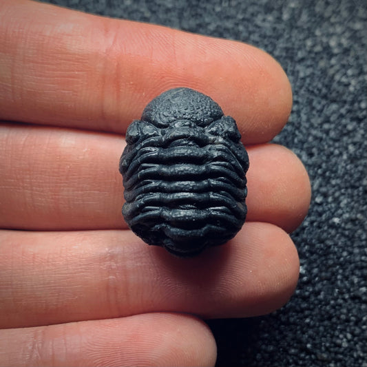 F661 | Trilobite | Phacopidae indet.
