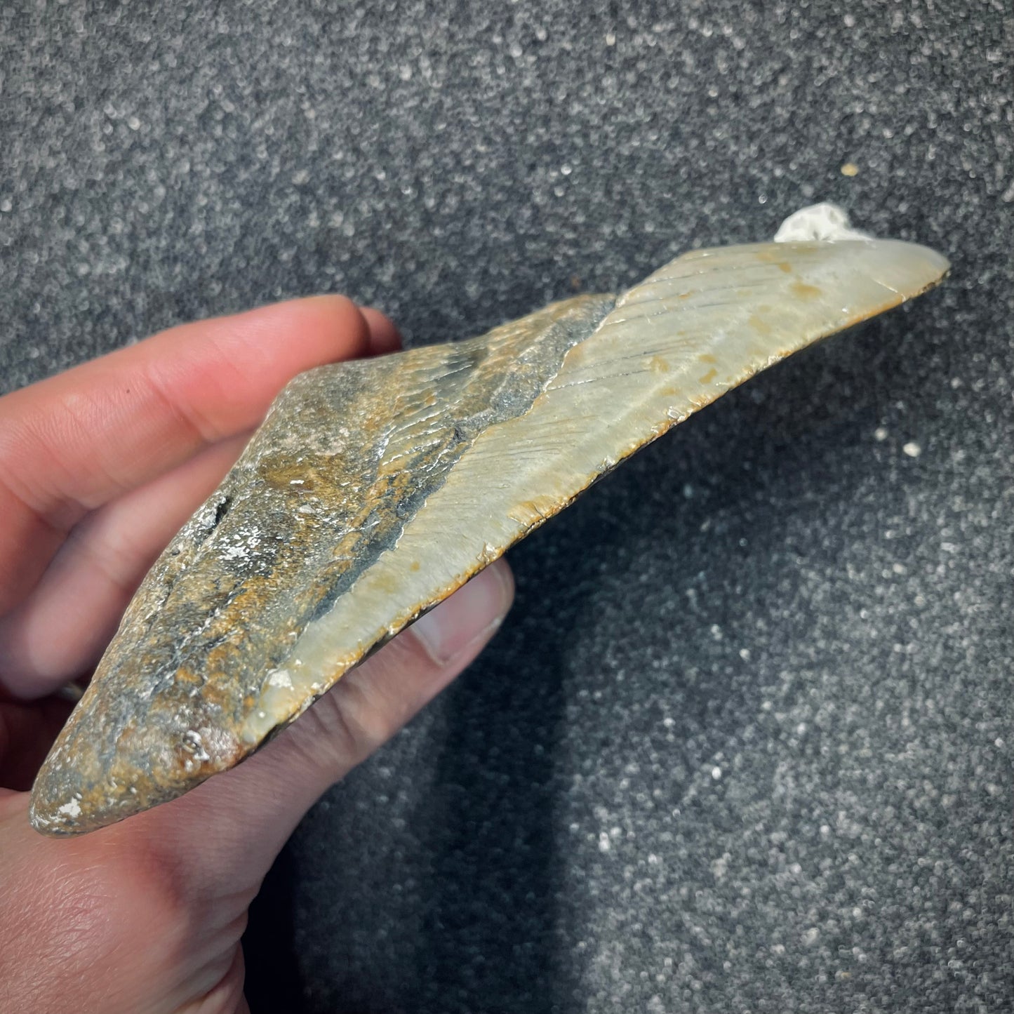 F2628 | Squalo | Otodus megalodon