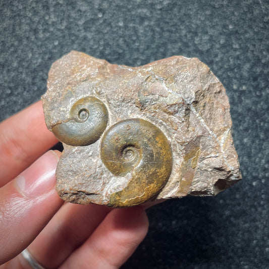 F1520 | Ammonite | Ammonitida indet.