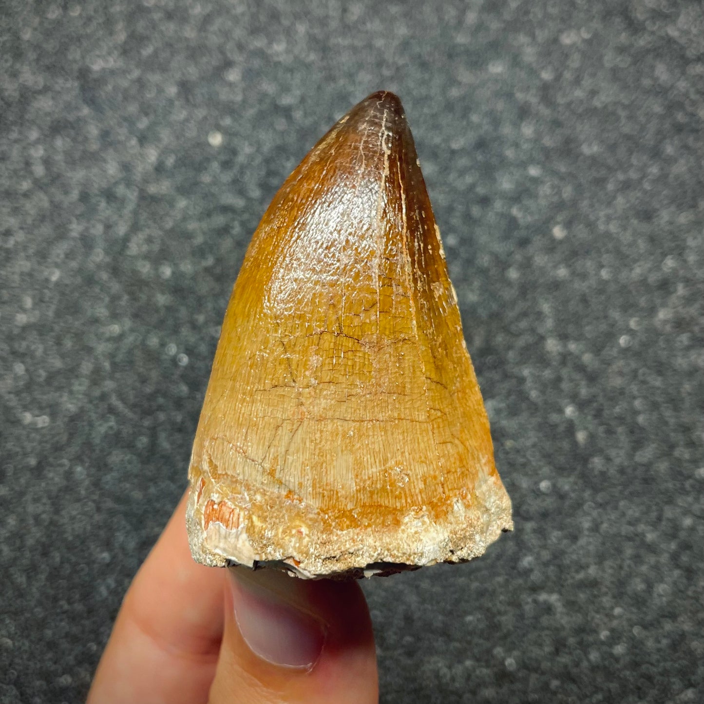 F2691 | Mosasauro | Prognathodon sp.