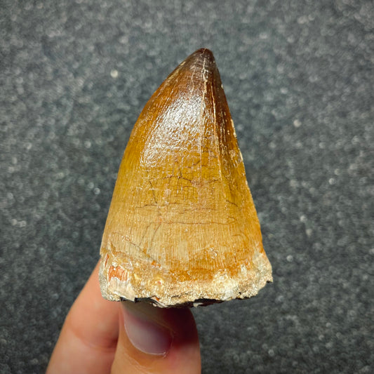 F2691 | Mosasauro | Prognathodon sp.