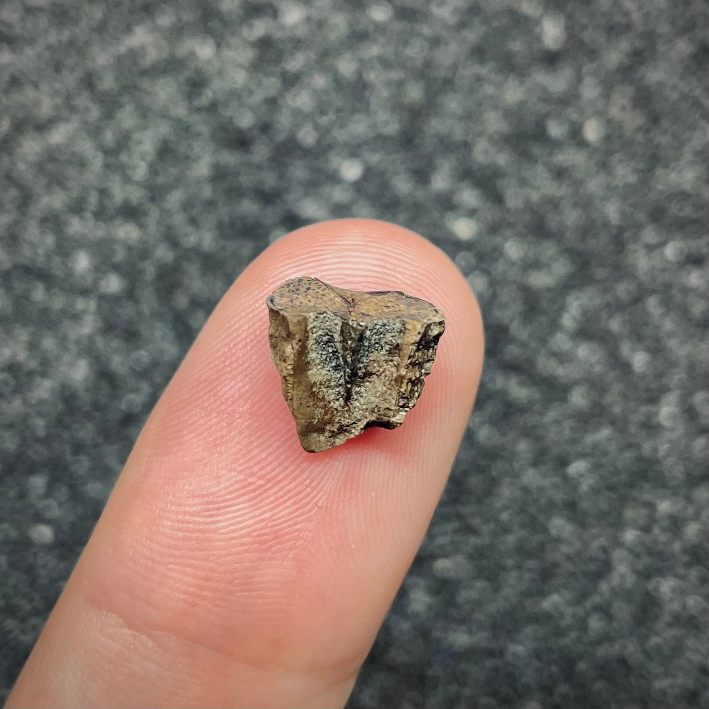 F2715 | Dinosauro | Triceratops sp.