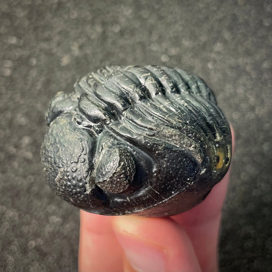 F2604 | Trilobite | Phacopidae indet.