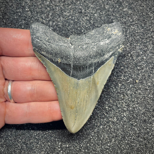 F2633 | Squalo | Otodus megalodon
