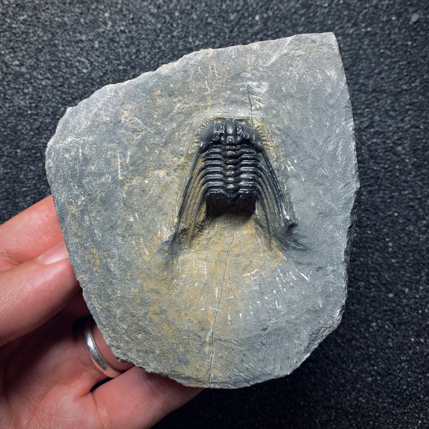 F964 | Trilobite | Leonaspis sp.