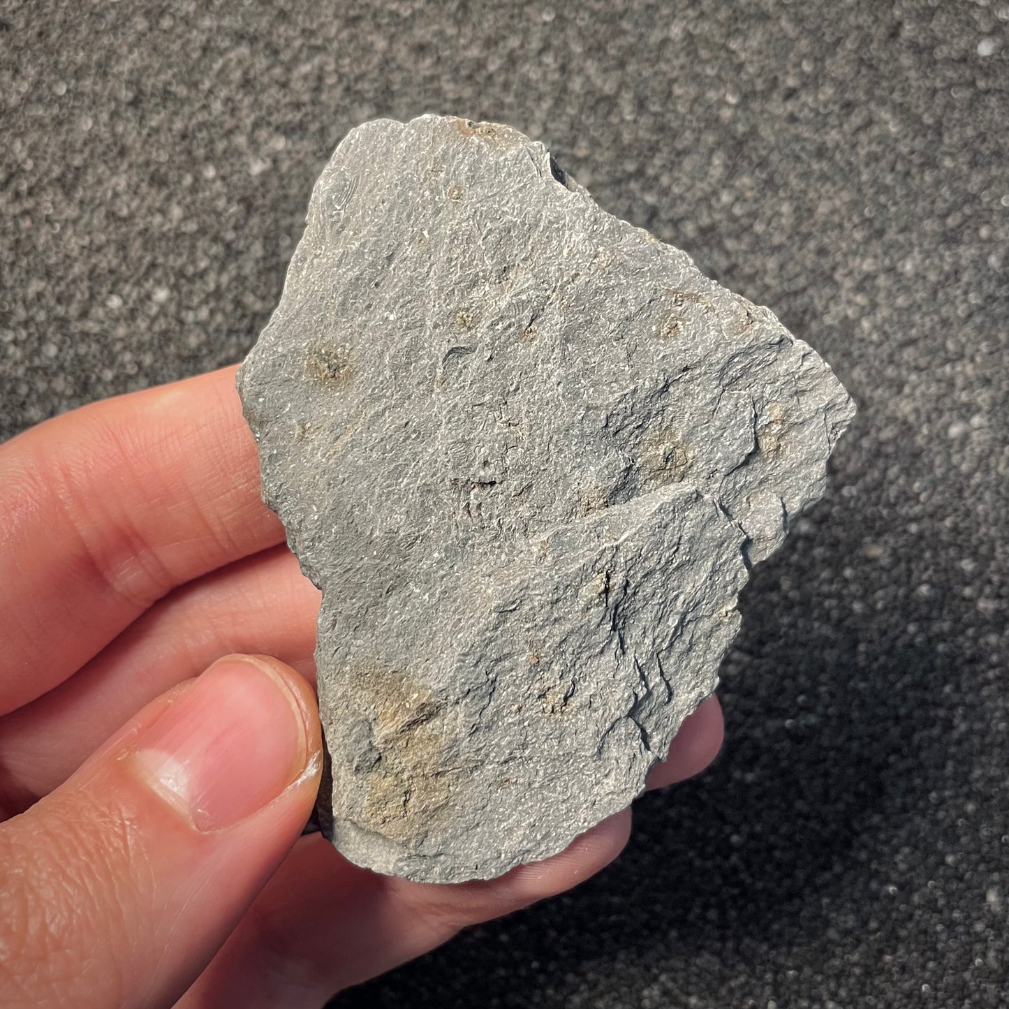 F2170 | Ammonite | Graphoceratidae indet.