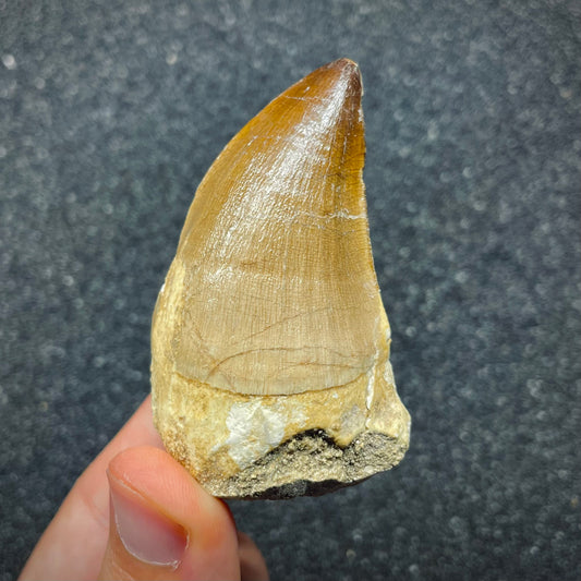 F2689 | Mosasauro | Prognathodon sp.