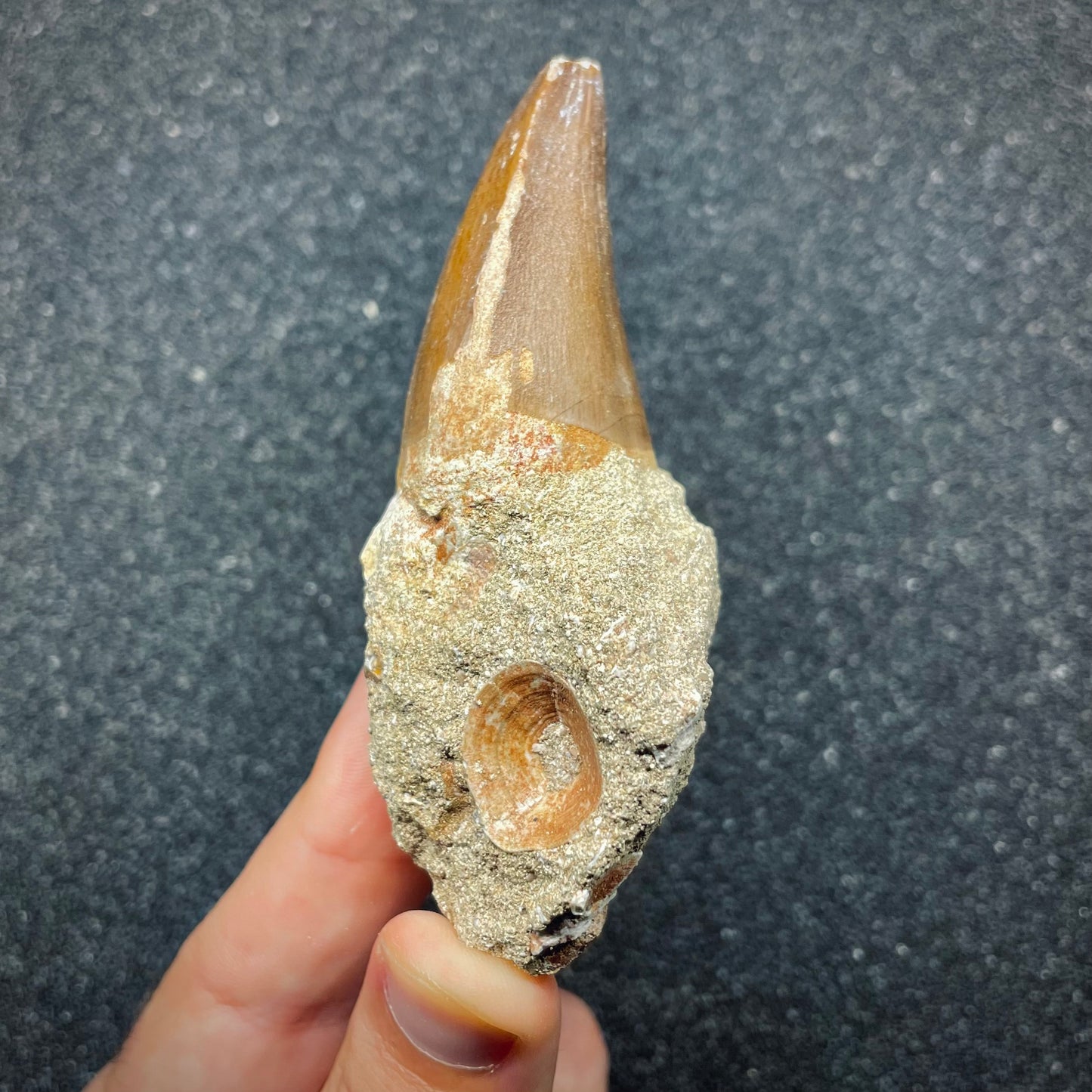 F2697 | Mosasauro | Mosasauridae indet.