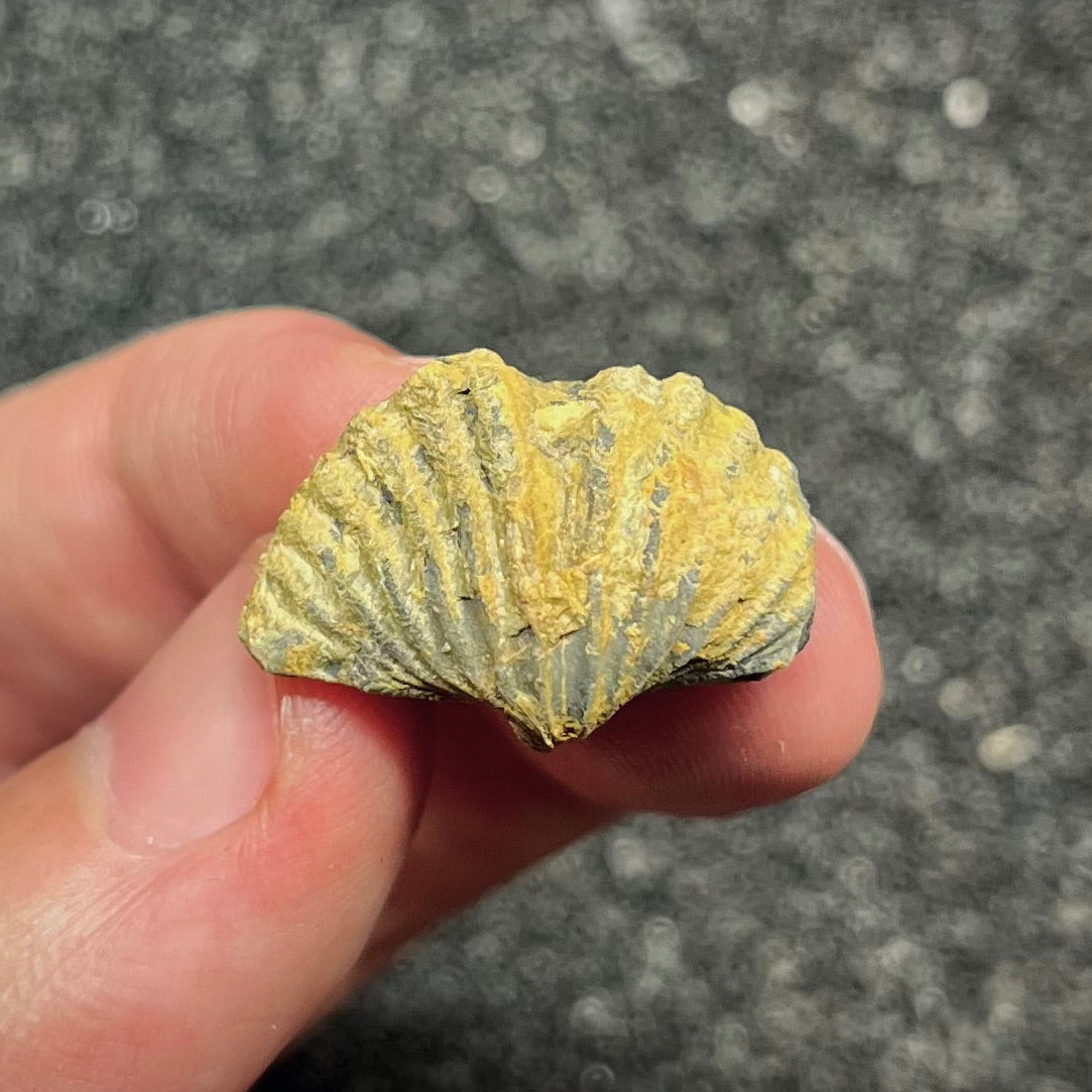 F2954 | Brachiopode | Brachiopoda indet.