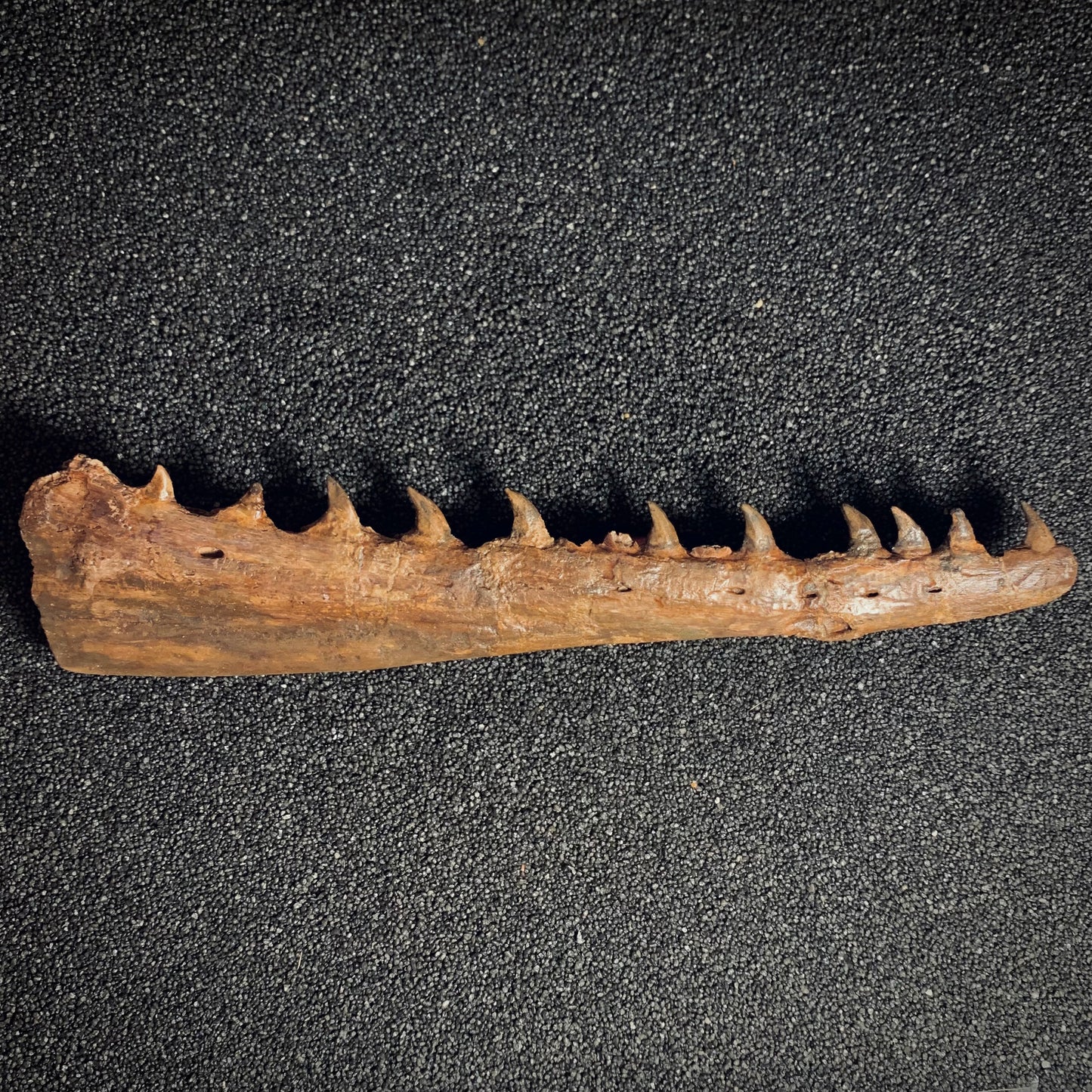 F398 | Mosasauro | Tethysaurus nopcsai