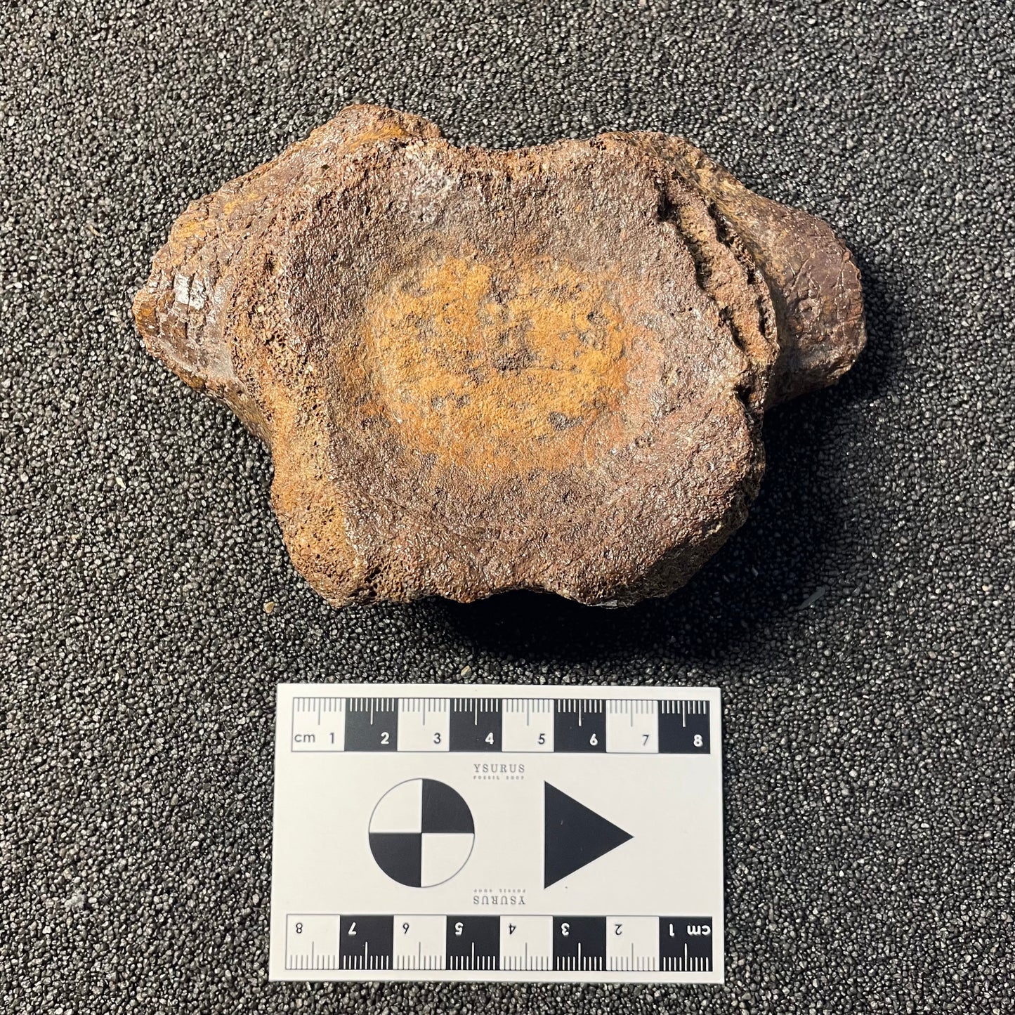 F2505 | Plesiosauro | Plesiosauria indet.