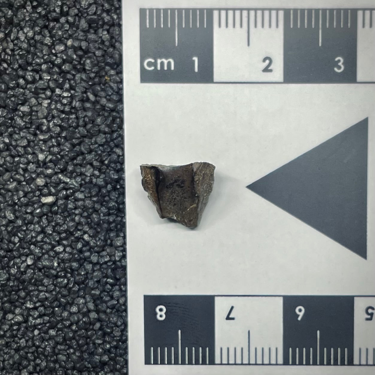 F2715 | Dinosauro | Triceratops sp.
