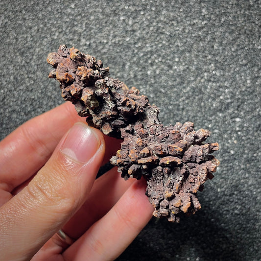 F2066 | Coprolite - Cololite | Testuggine