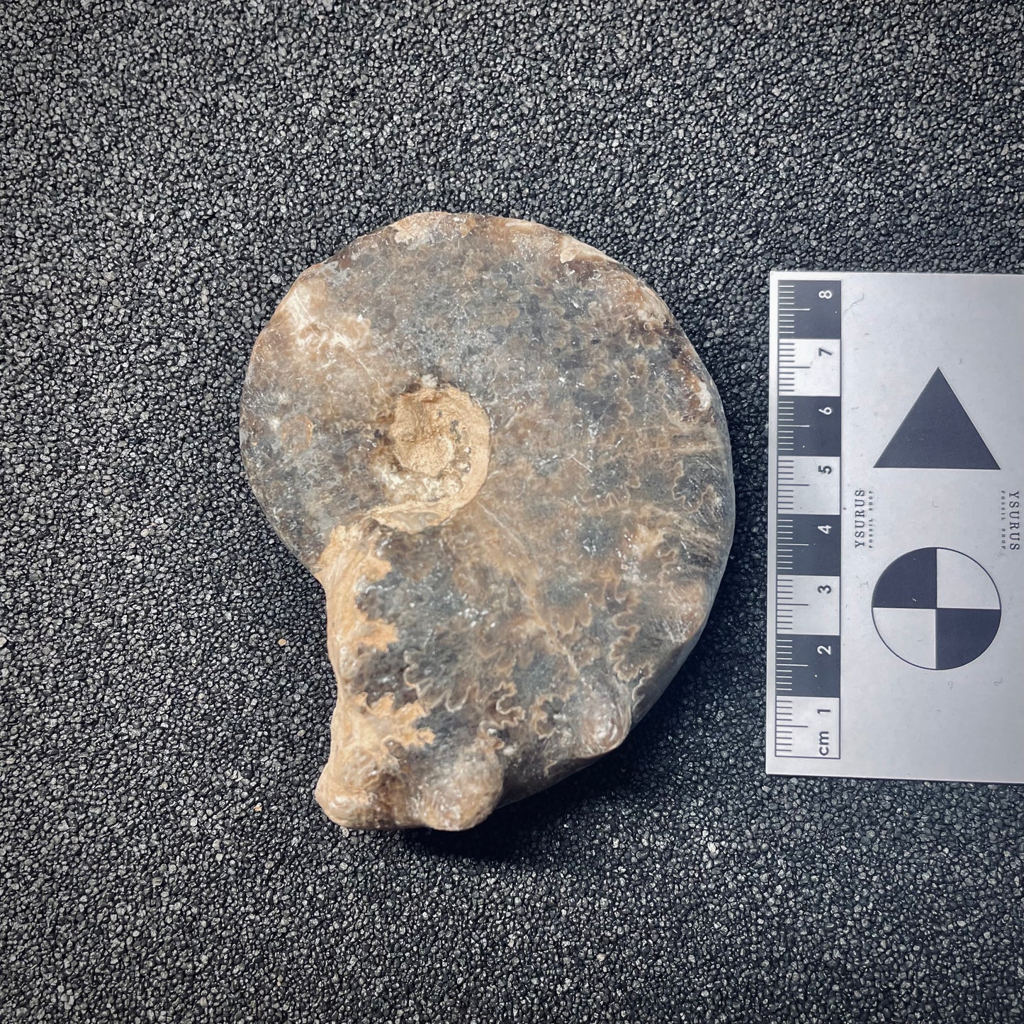 F1500 | Ammonite | Mammites nodosoides