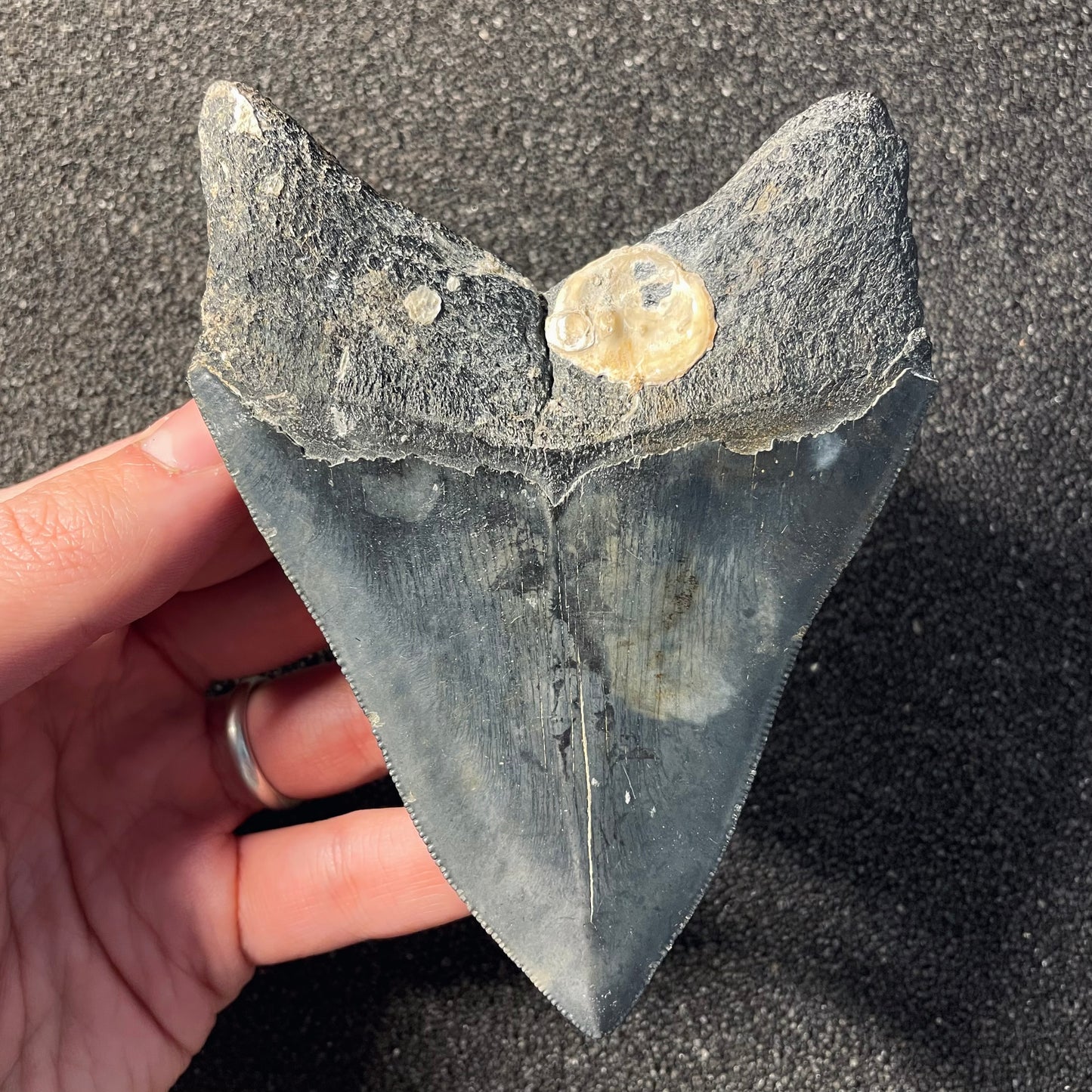 F2357 | Squalo | Otodus megalodon