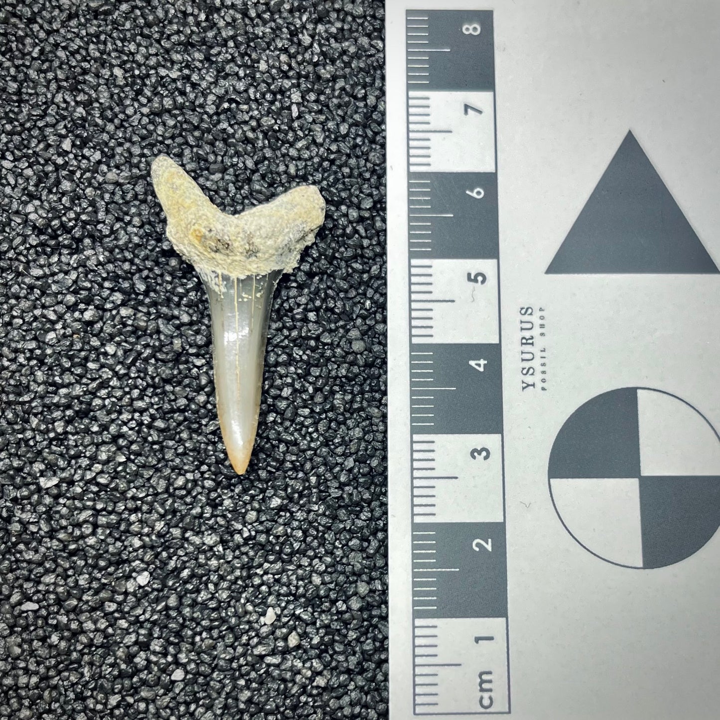 F2735 | Squalo | Odontaspididae indet.
