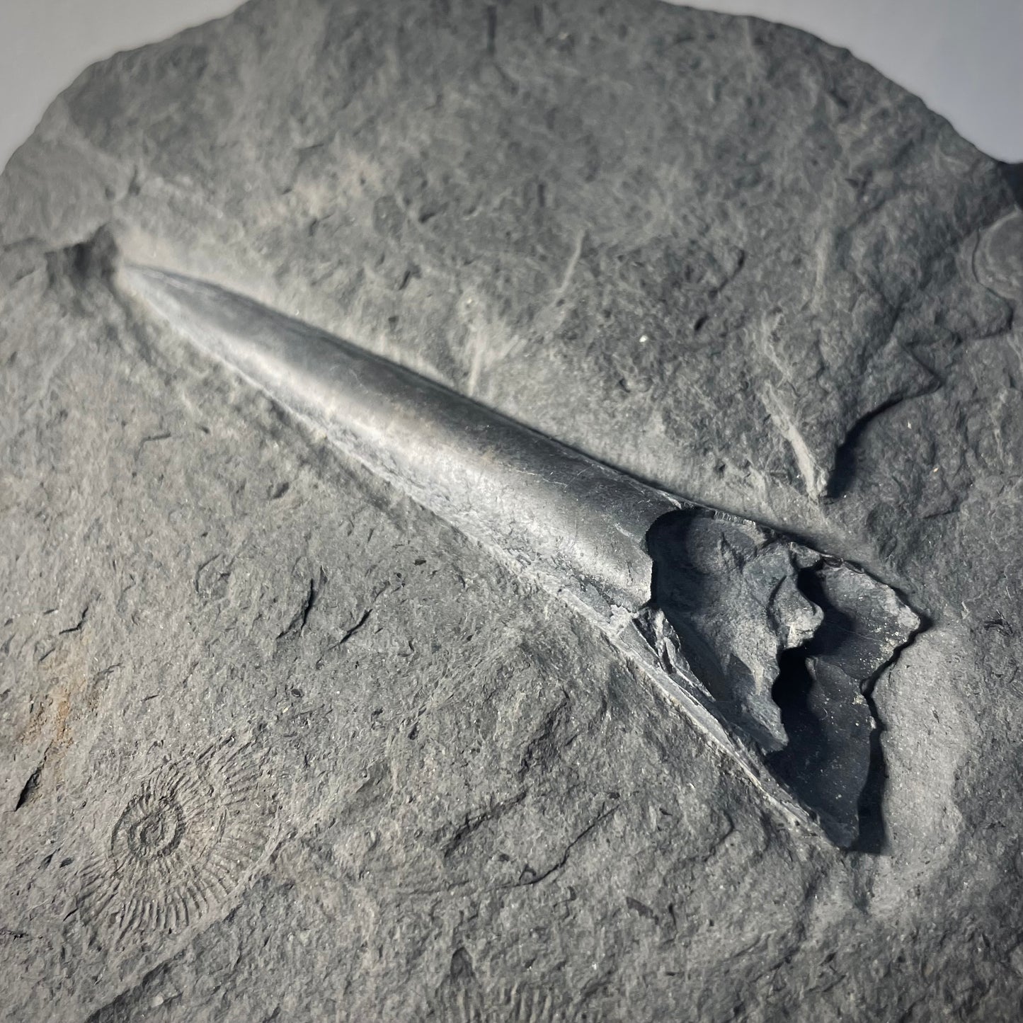 F2179 | Belemnite | Belemnoidea indet.