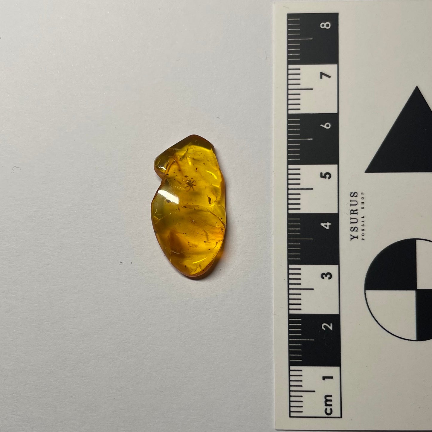 F2432 | Ambra con inclusione | Anystoidea indet.
