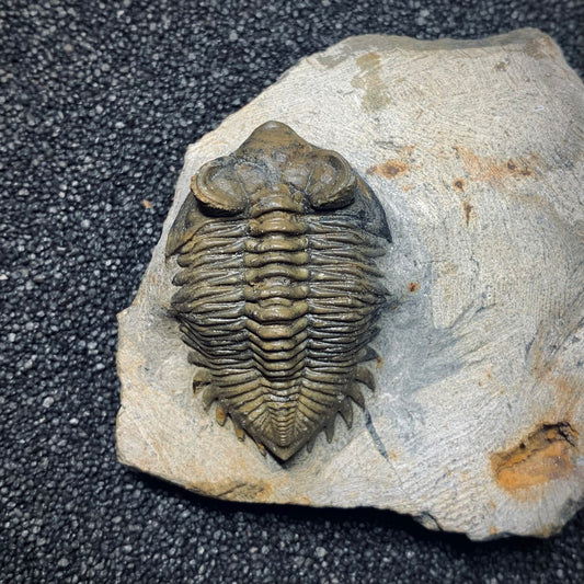 F989 | Trilobite | Coltraenia oufatensis