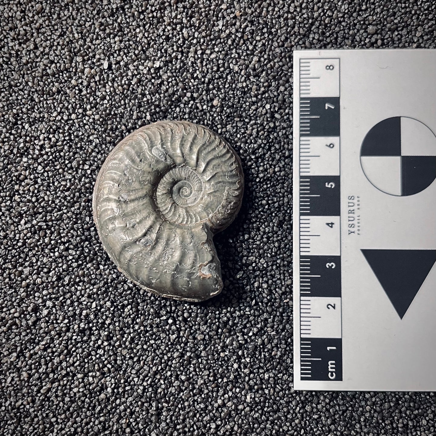 F2547 | Ammonite | Pleydellia sp.