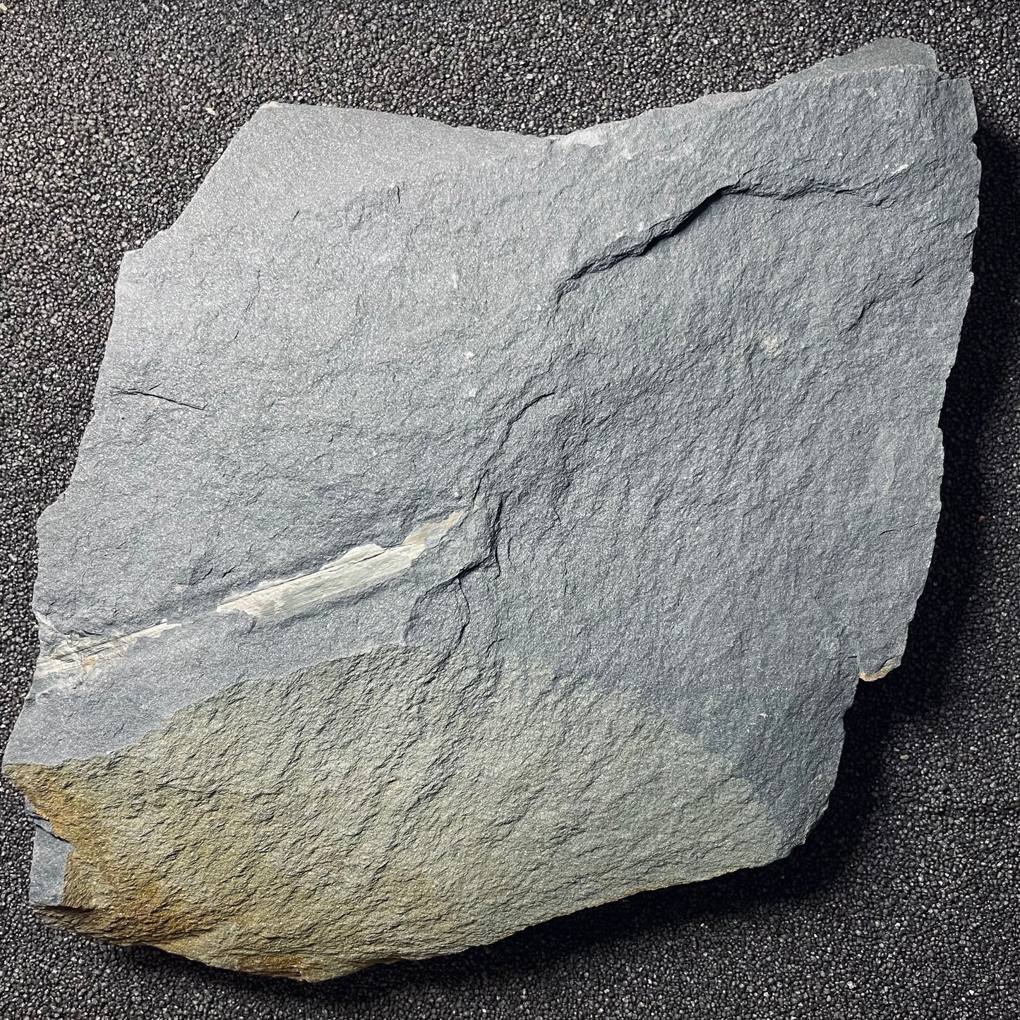 F2496 | Pianta | Neuropteris sp.