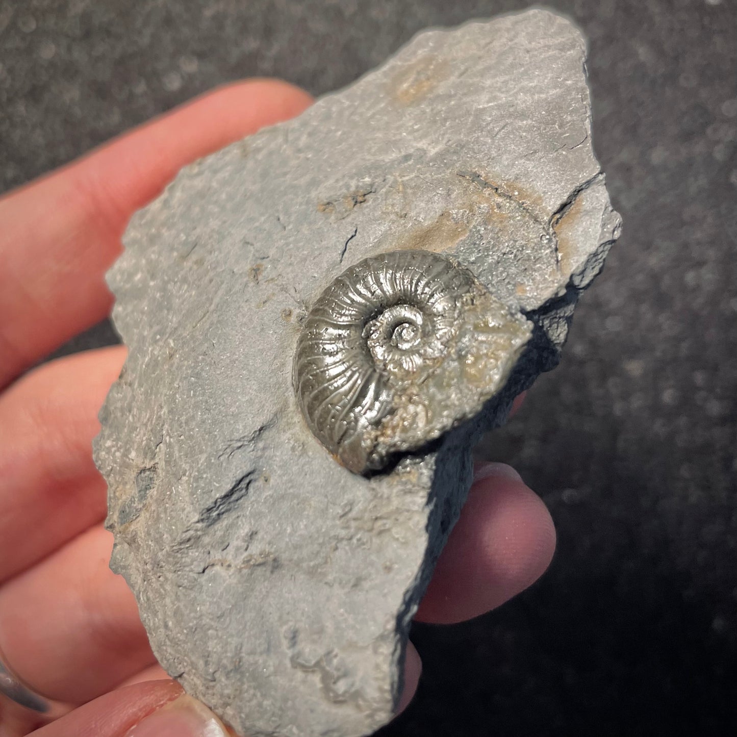 F2170 | Ammonite | Graphoceratidae indet.