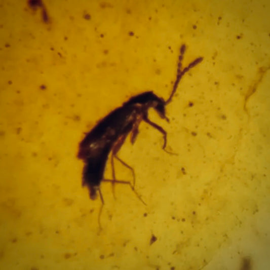 F599 | Ambra con inclusione | Coleoptera indet.