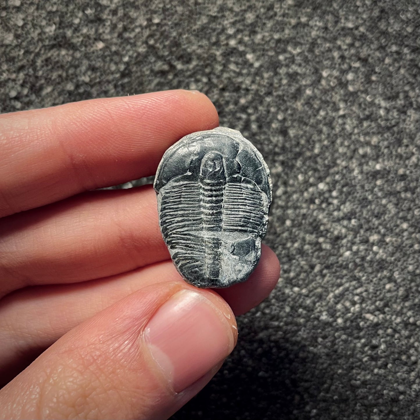 F2141 | Trilobite | Elrathia kingii