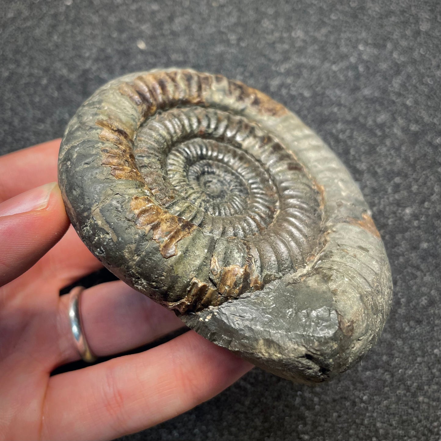 F2809 | Ammonite | Dactylioceras commune