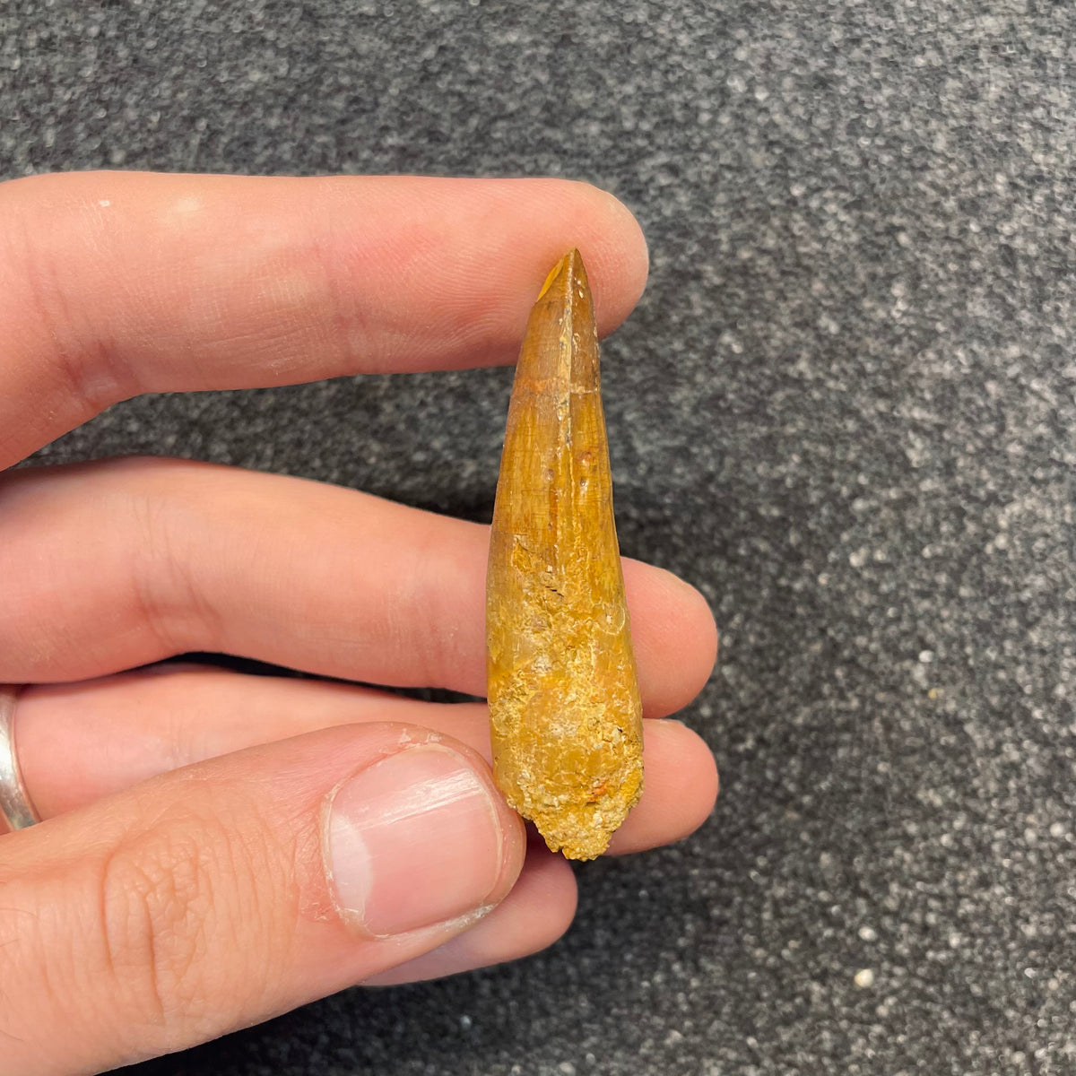 F3104 | Dinosauro | Spinosaurus aegyptiacus