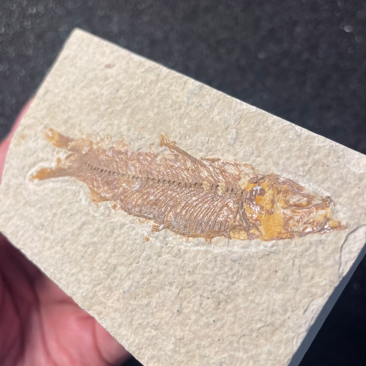 F2220 | Pesce | Knightia eocaena