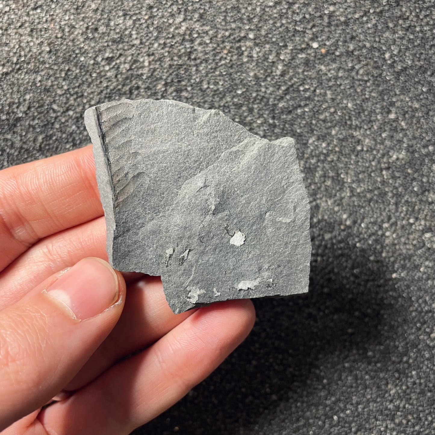 F2493 | Pianta | Annularia sp.