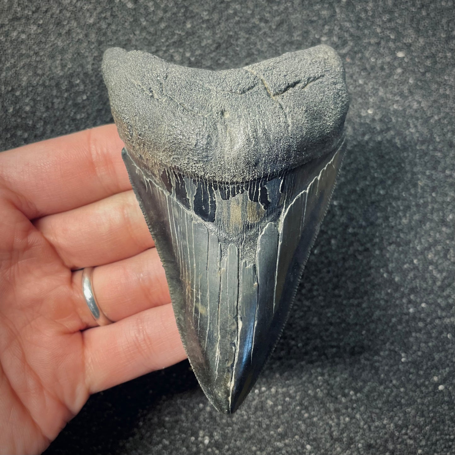 F2577 | Squalo | Otodus megalodon