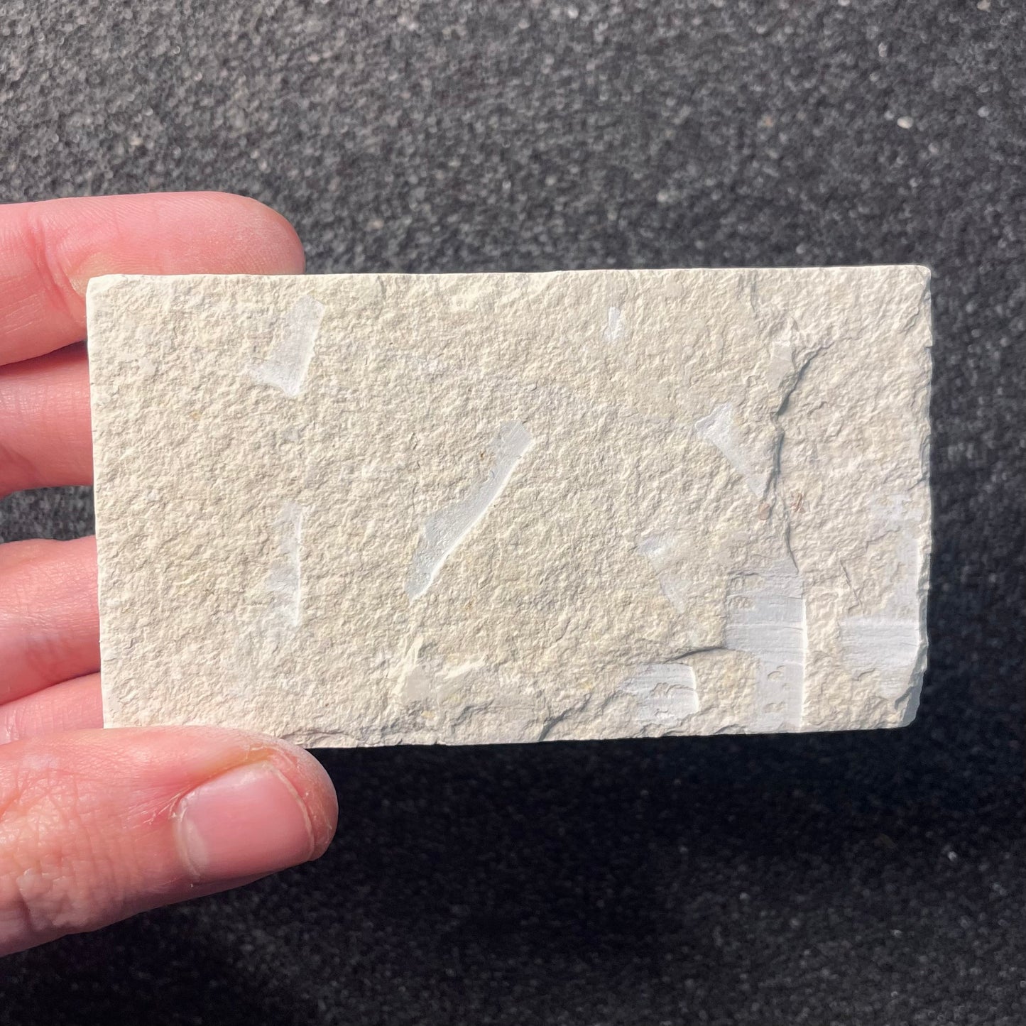 F2221 | Pesce | Knightia eocaena