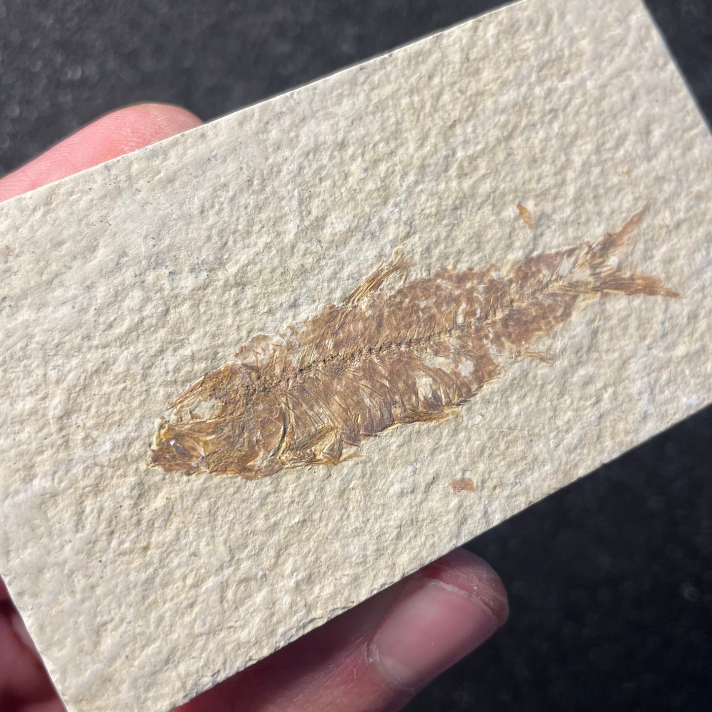 F2221 | Pesce | Knightia eocaena