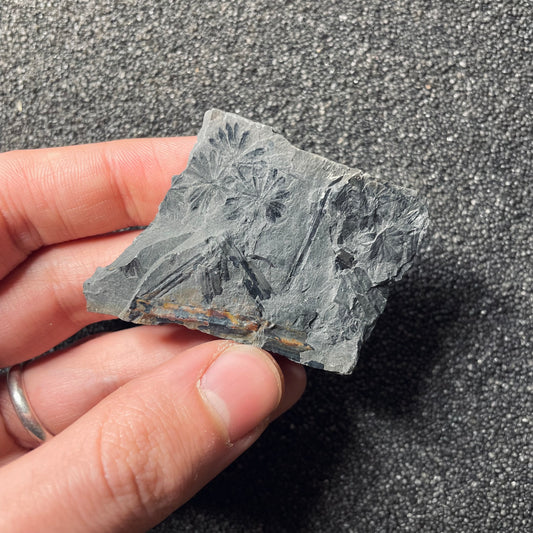 F2494 | Pianta | Annularia sp.