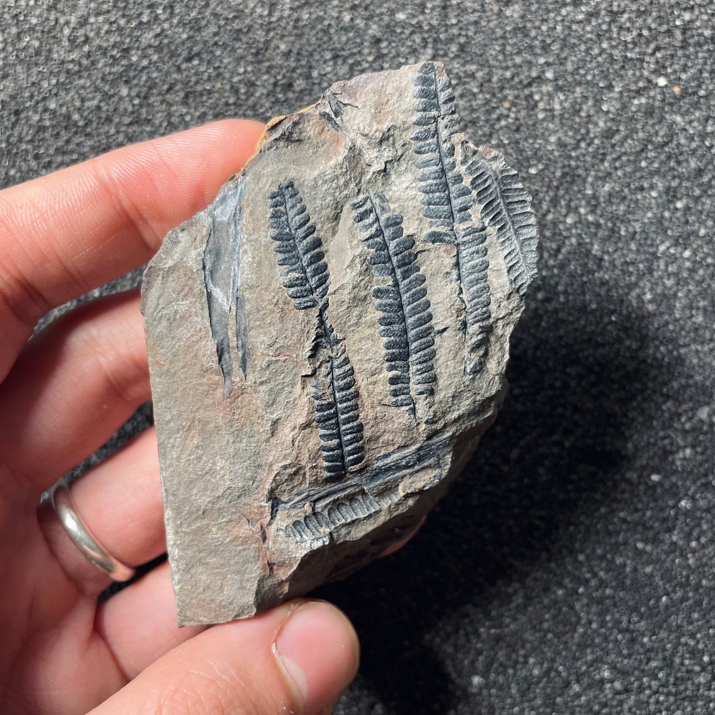 F2495 | Pianta | Annularia sp. & Pecopteris sp.