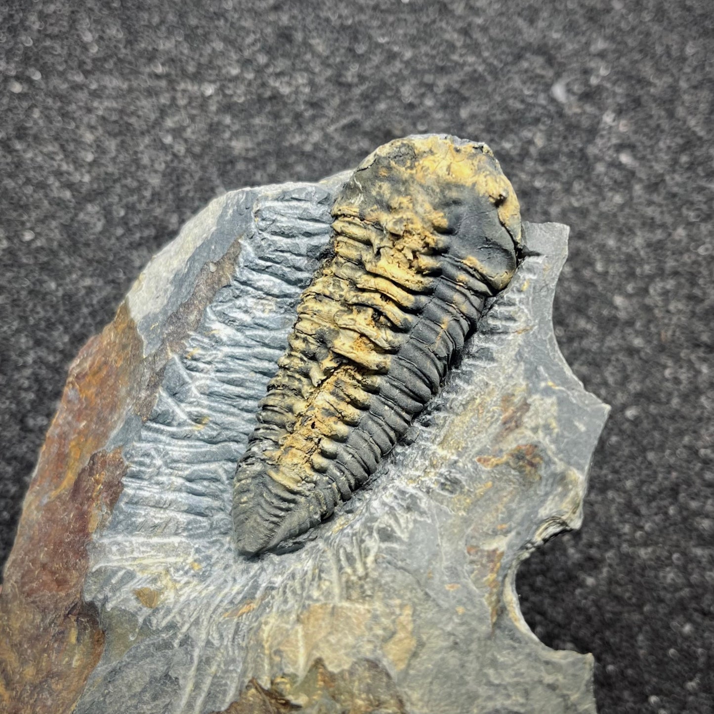 F2941 | Trilobite | Neseuretus tristani