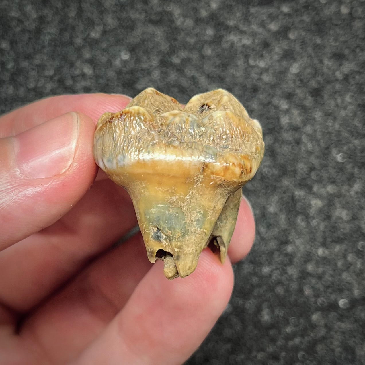 F2997 | Orso | Ursus spelaeus