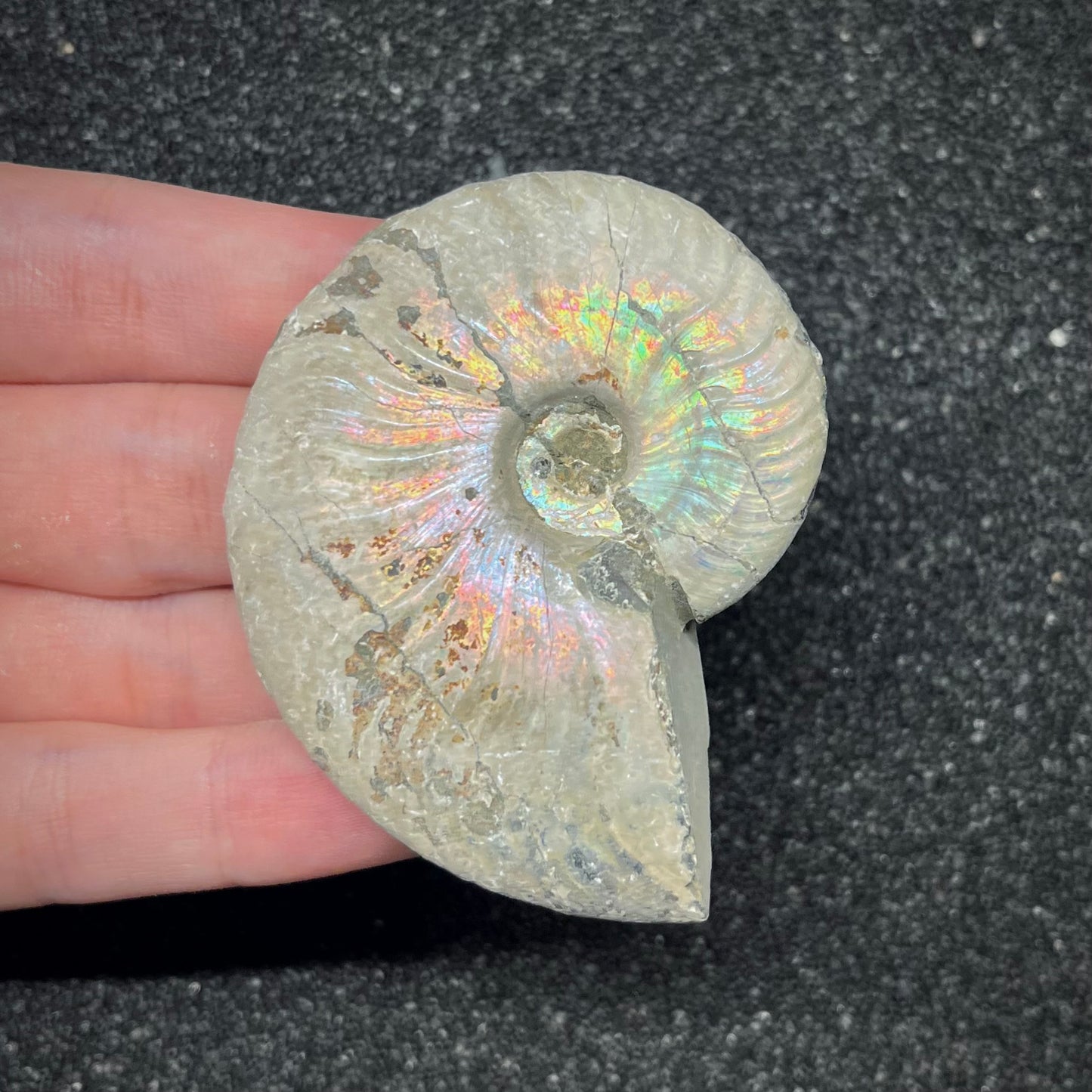 F2962 | Ammonite | Cleoniceras sp.