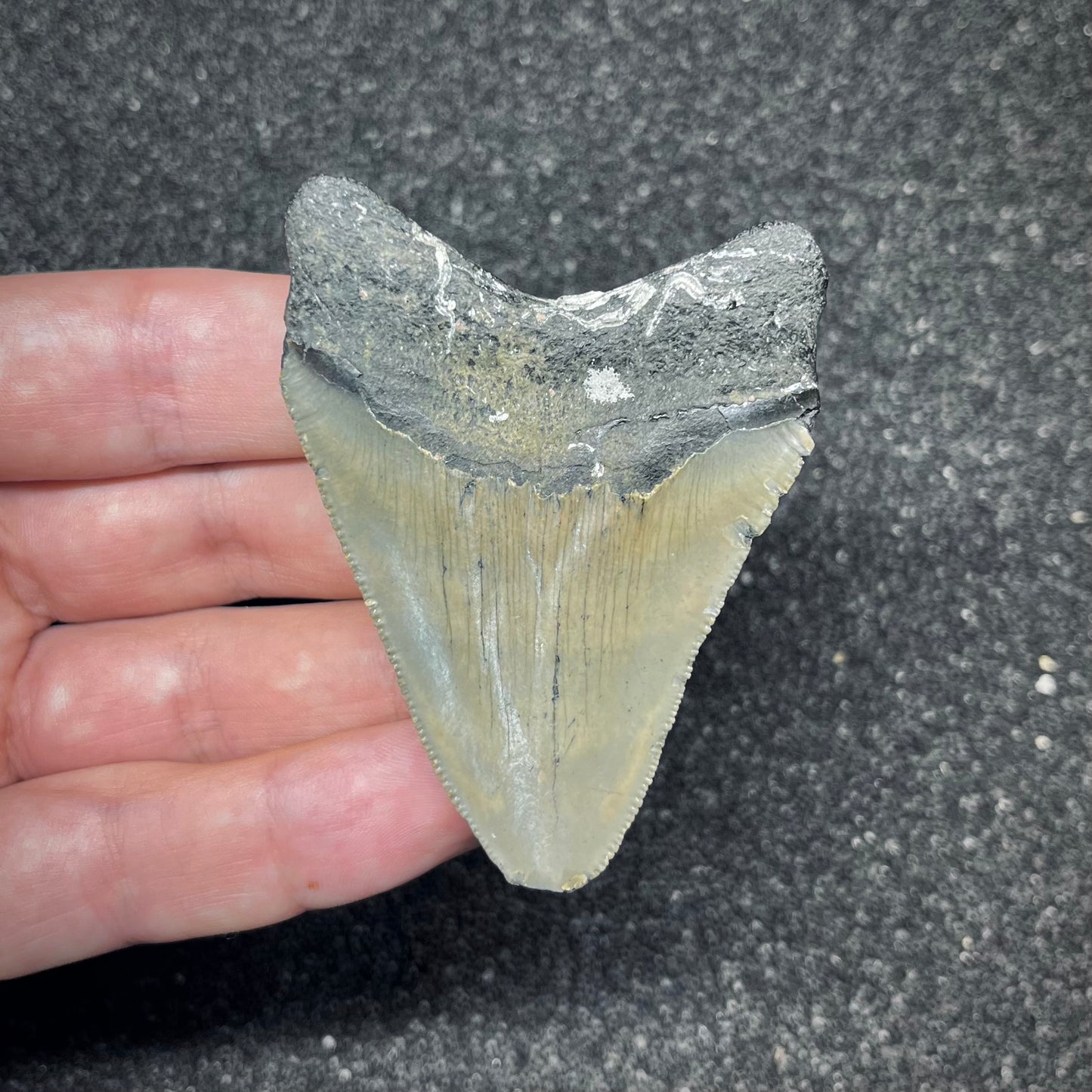 F2874 | Squalo | Otodus megalodon