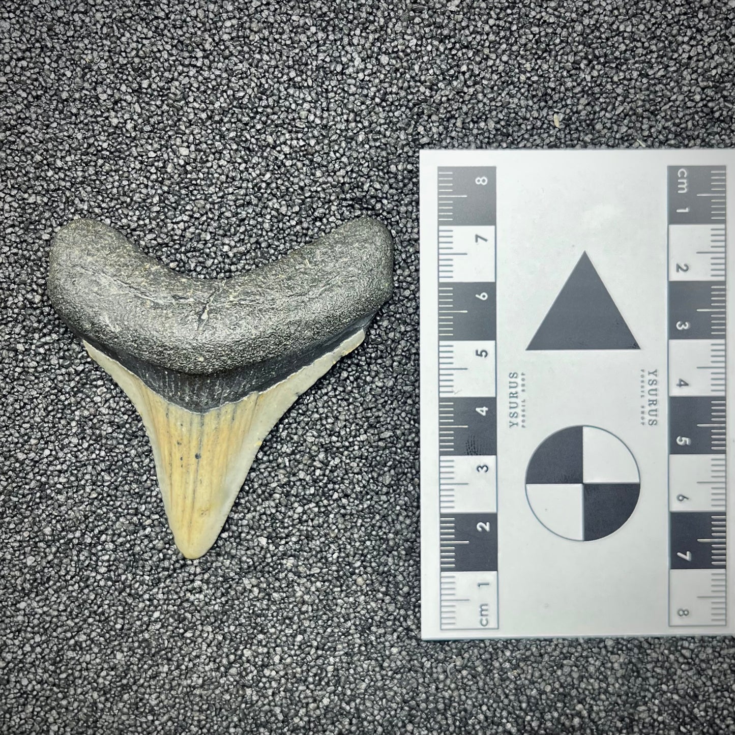 F2876 | Squalo | Otodus megalodon