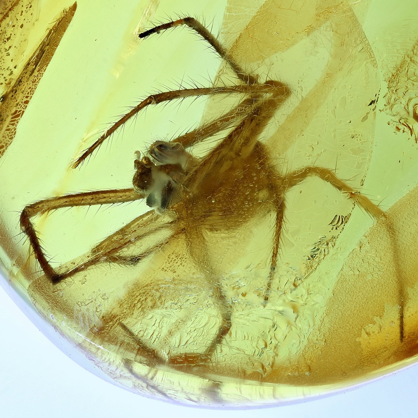 F2090 | Ambra con inclusione | Araneae indet.