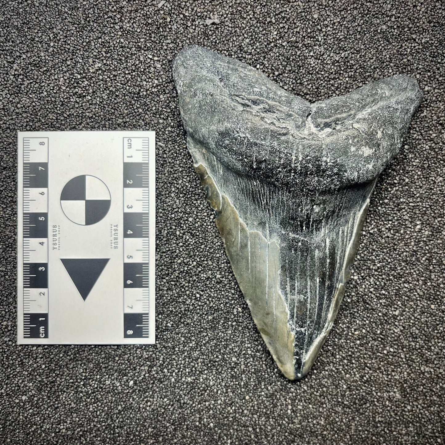 F2927 | Squalo | Otodus megalodon