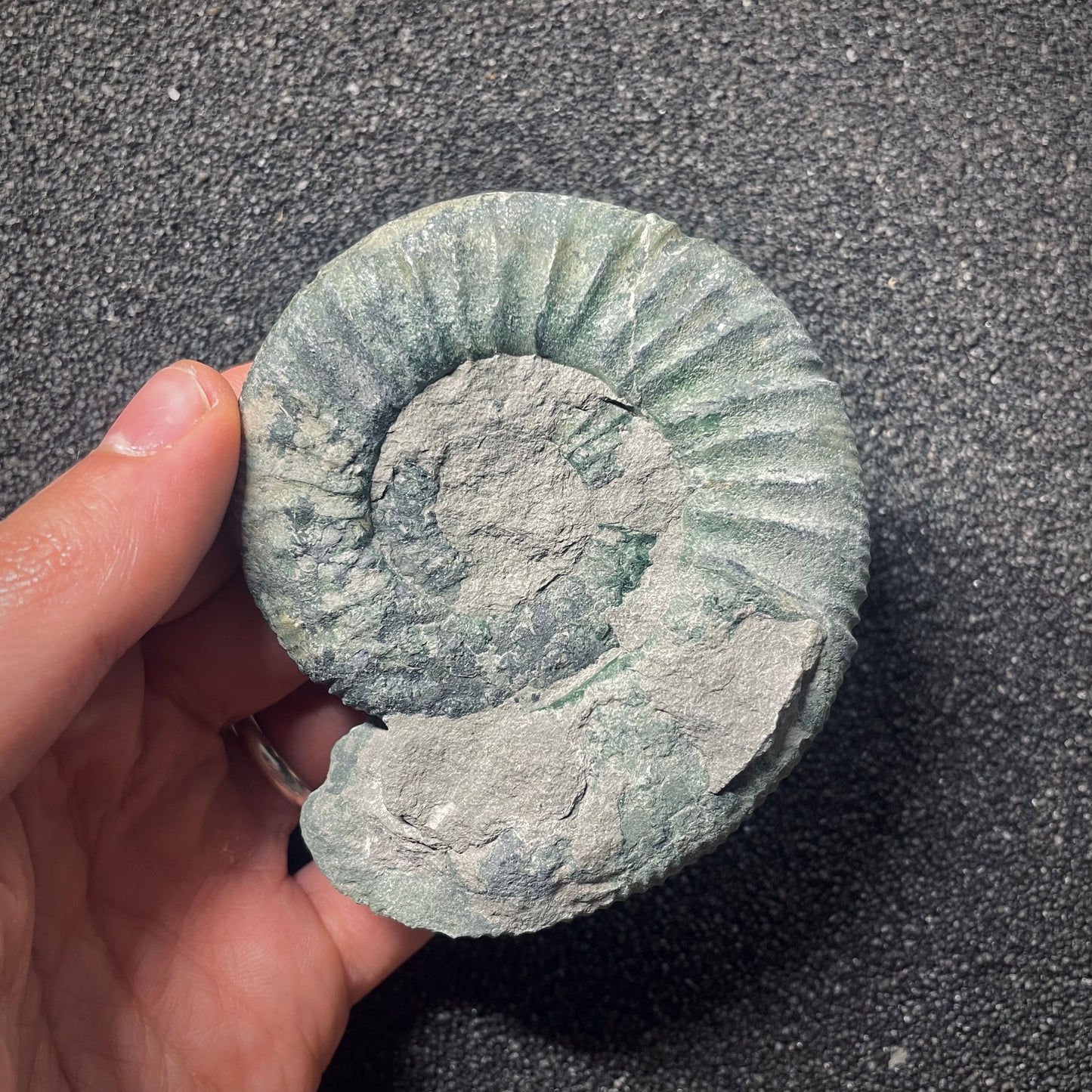 F2576 | Ammonite | Orthosphinctes sp.