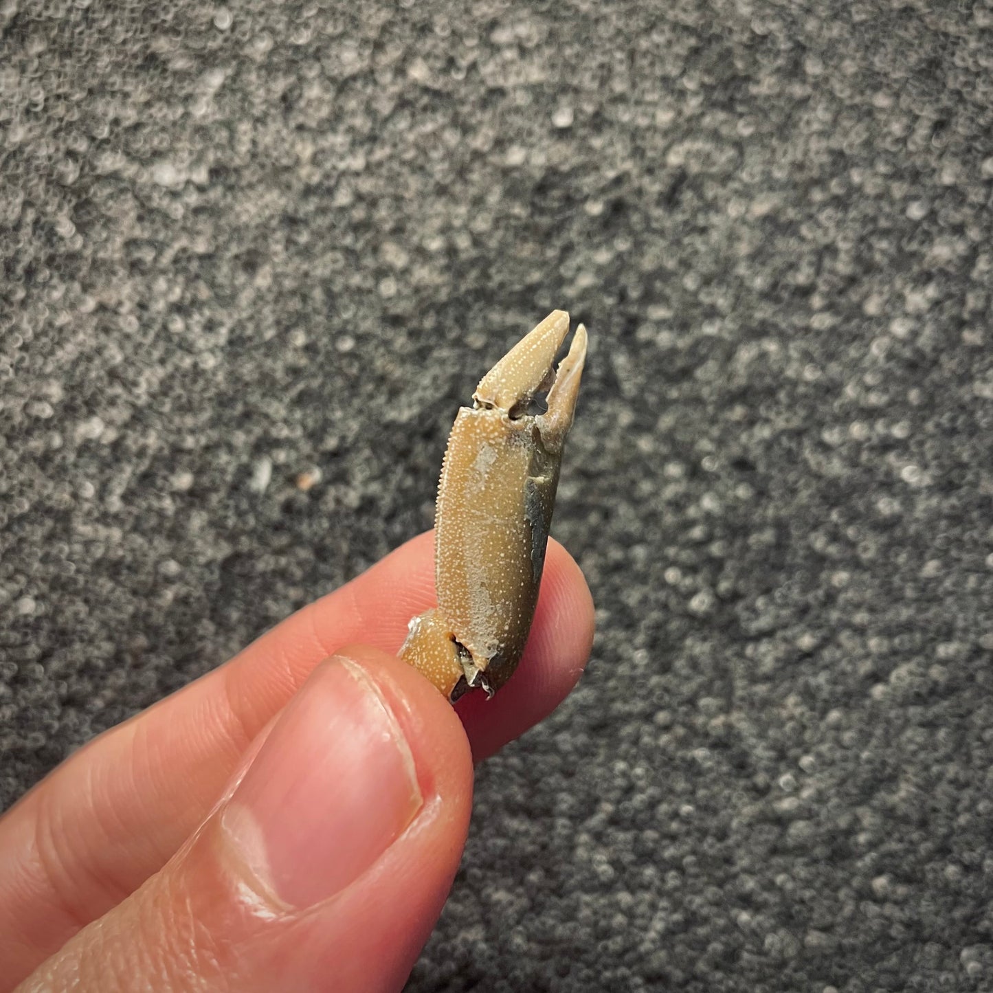 F2148 | Granchio | Macrophthalamus sp.