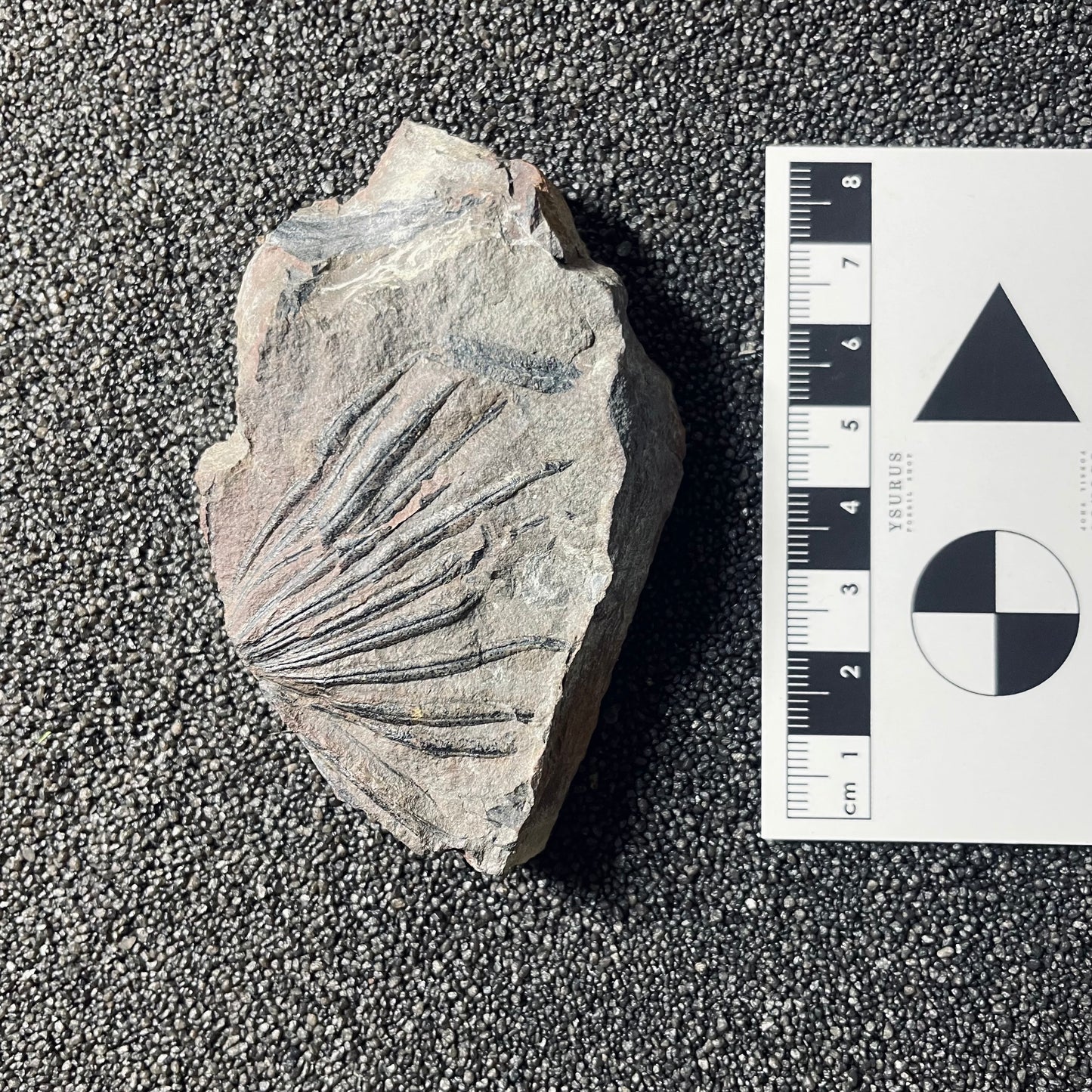 F2495 | Pianta | Annularia sp. & Pecopteris sp.